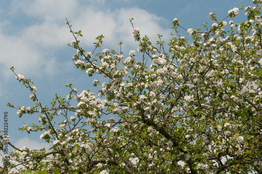 Apfelblüte Apfelblüte
