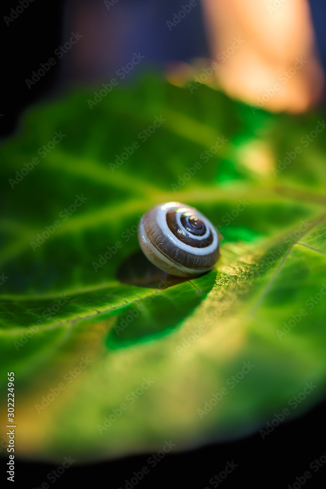 little snail on a green leaf, close up shoot little snail on a green leaf, close up shoot