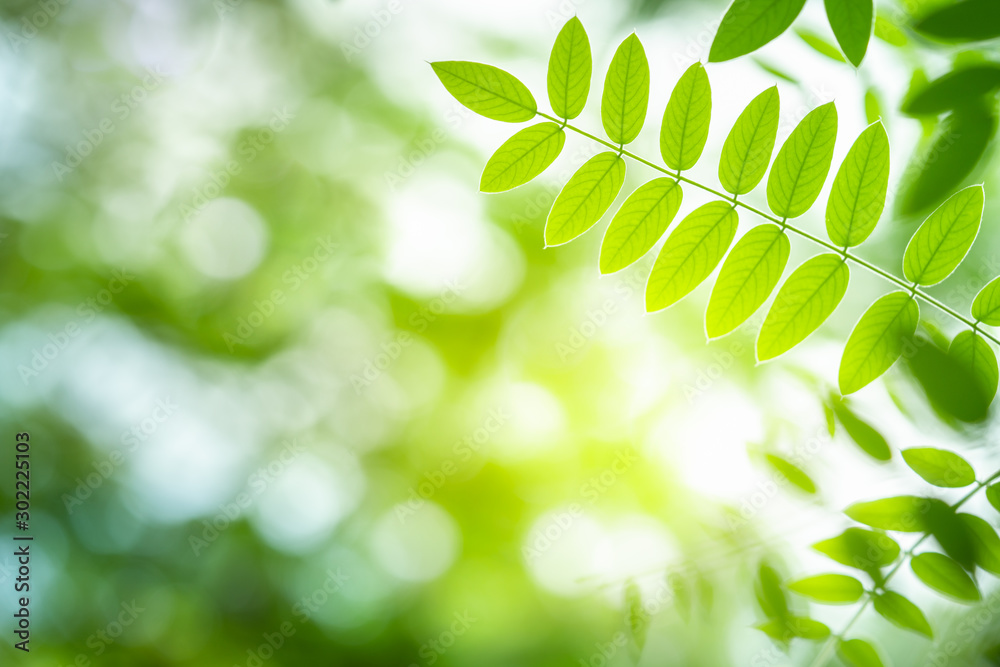 Green leaf for nature on blurred background with beautiful bokeh and copy space for text. Green leaf for nature on blurred background with beautiful bokeh and copy space for text.