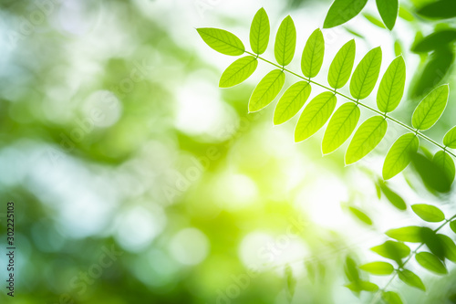 Green leaf for nature on blurred background with beautiful bokeh and copy space for text.