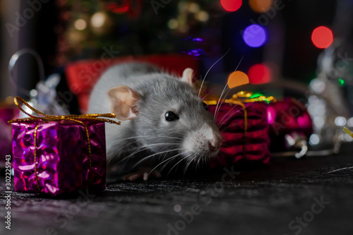 Christmas rat Symbol of the new year 2020. Year of the rat. Chinese New Year 2020. Christmas toys, bokeh