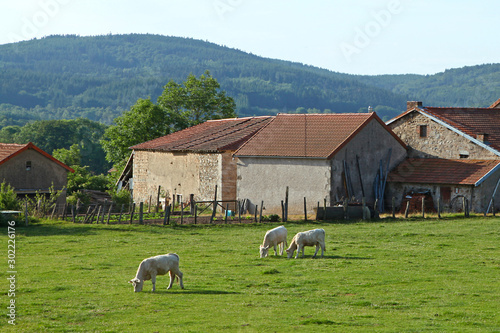 Vaches et veaux charolais au près photo