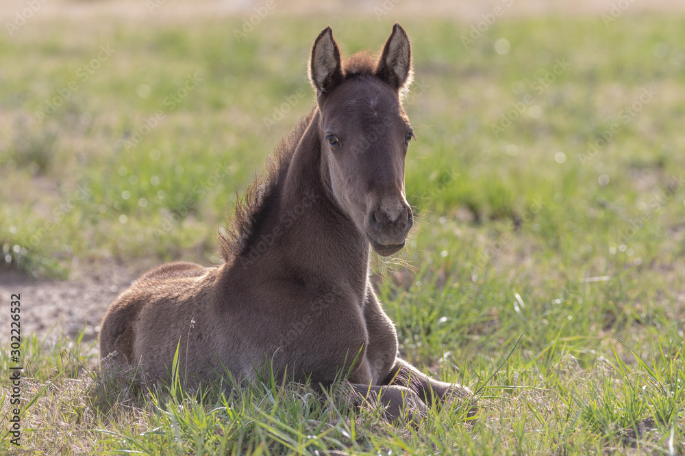 Wild Horse Foal in Spring in the Utah Desert Wild Horse Foal in Spring in the Utah Desert