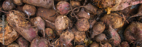 beet harvest beetroot (many fruits of beets that just dug from the ground) concept. food background. copy space. Top view