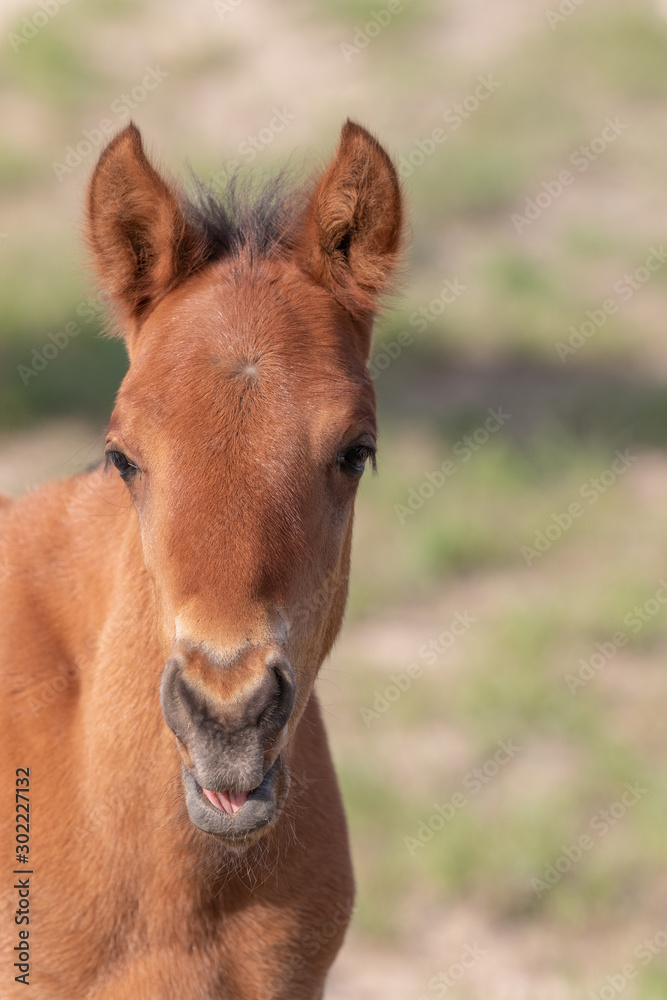 Wild Horse Foal in Spring in the Utah Desert Wild Horse Foal in Spring in the Utah Desert
