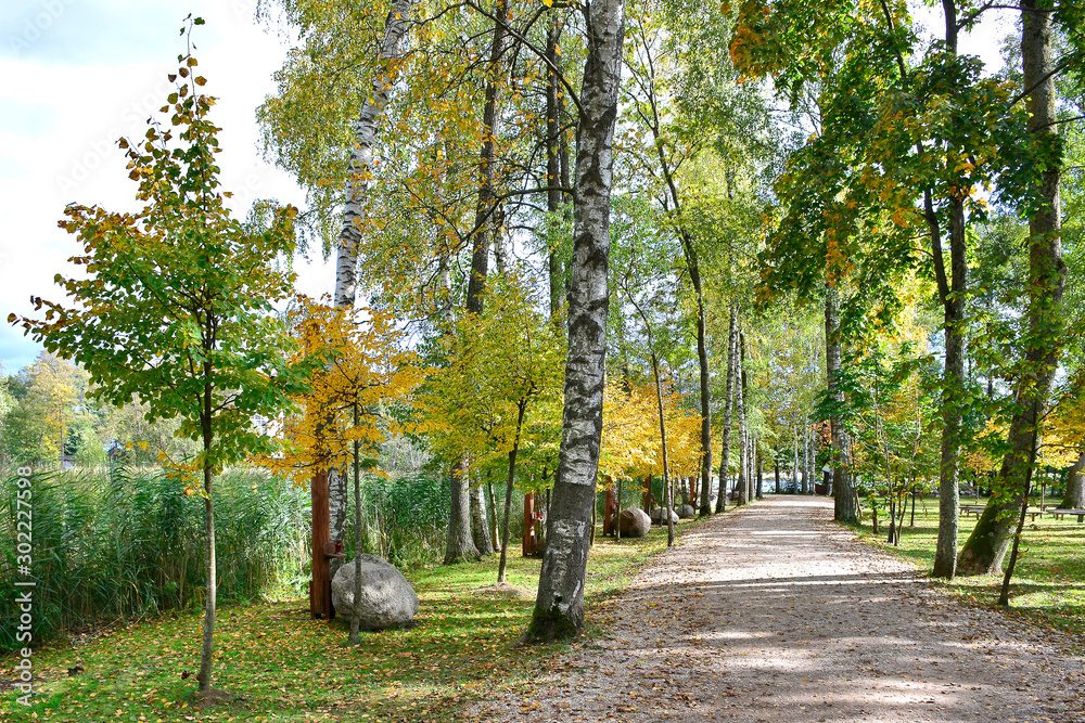Alley or avenue with birch trees in autumn