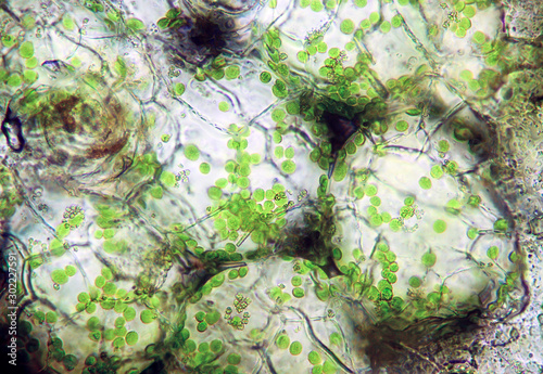 chlorophyll, leaf microscope