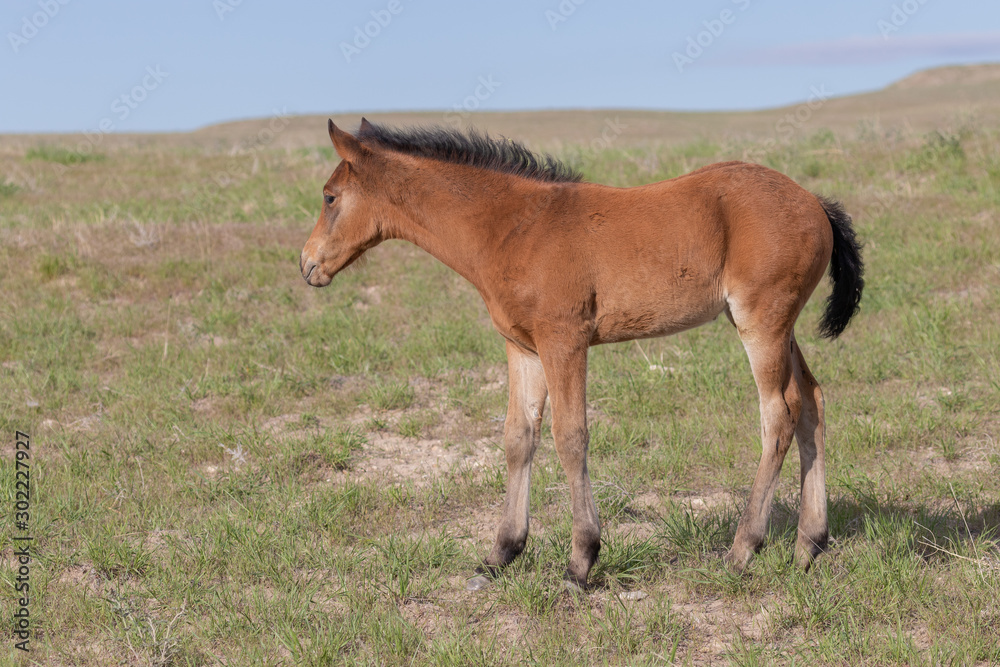 Wild Horse Foal in Spring in the Utah Desert Wild Horse Foal in Spring in the Utah Desert