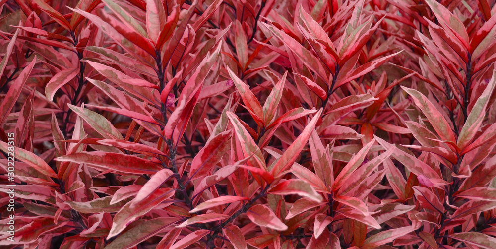 Beautiful red leaf background.