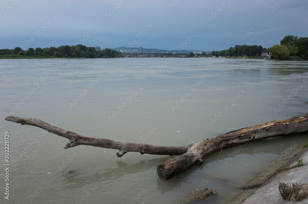 tree on the shore of the river