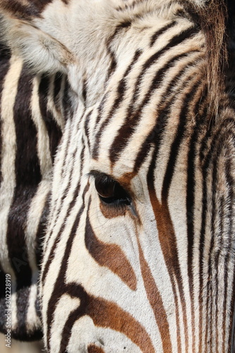 Zebra Gesicht 4460
