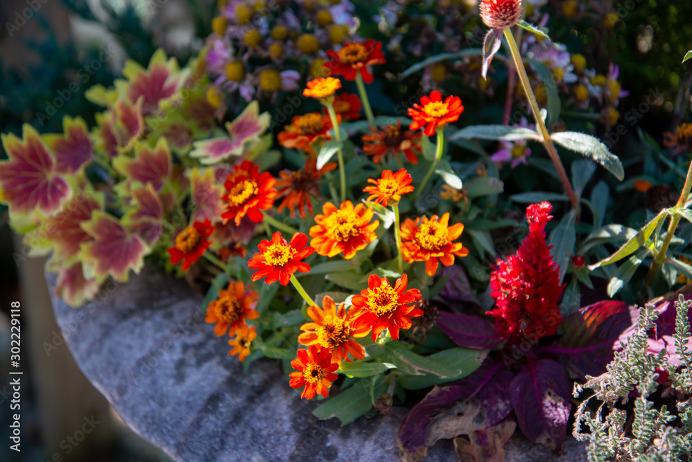 赤と橙の花 赤と橙の花