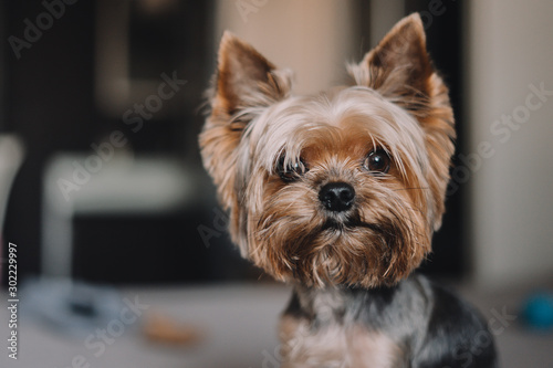 Yorkshire Terrier dog on the bed