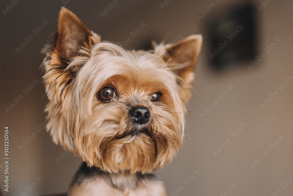 Dog yorkshire terrier portrait photo