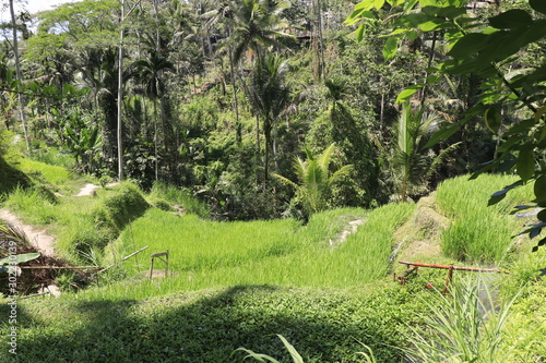 A beautiful view of Tegalalang Rice Terrace in Ubud area, Bali, Indonesia.
