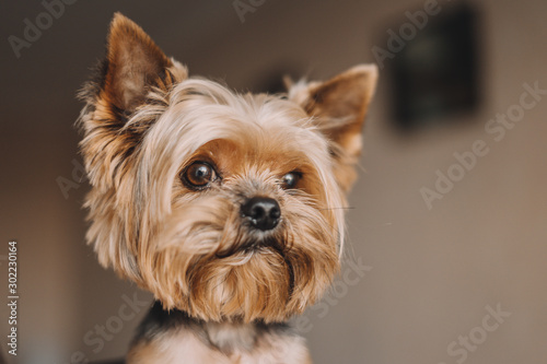 Dog yorkshire terrier portrait photo © vell