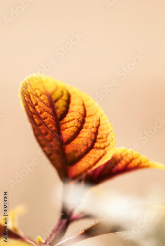 Orange Textured Leaf