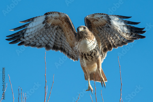 Photos Red tailed hawk in flight.