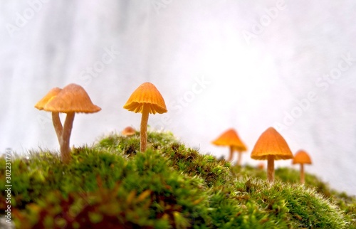 kleine Pilze auf grünem Moos