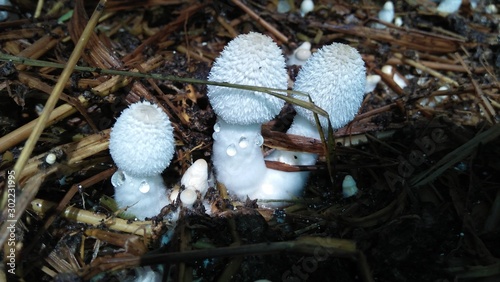 Little white mushroom grown on straw With the scientific name (Coprinus fimetarrius) photo