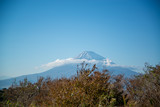 木々と富士山