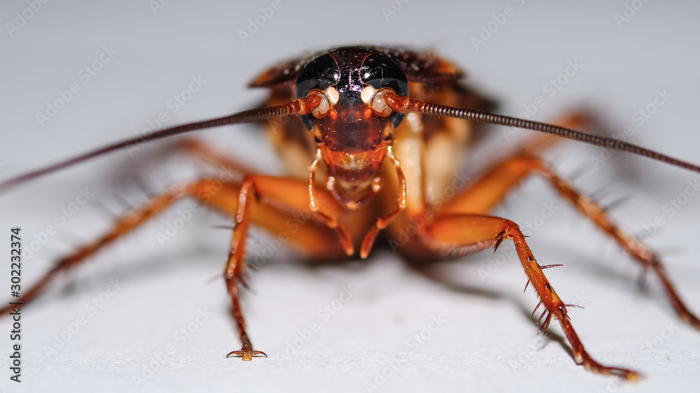 Fototapeta premium cockroach isolated on white