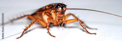 cockroach isolated on white