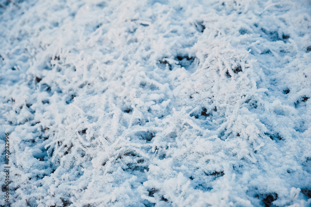Obraz premium Snow covered frozen grass. White winter texture, top down view.