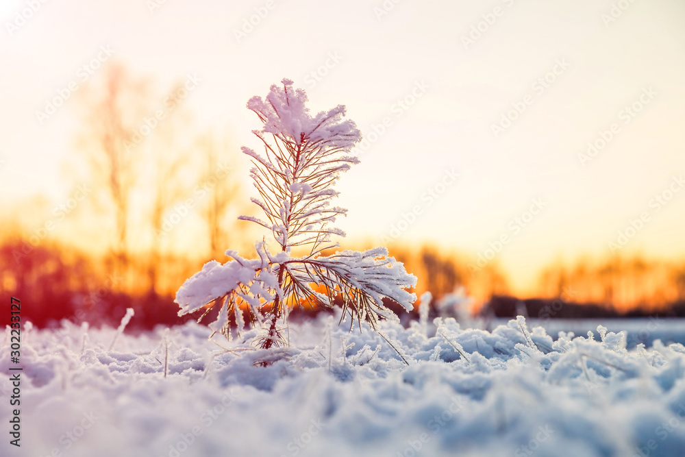 Winter scenery with snow covered small pine tree at sunset. Idyllic Christmas eve landscape.  - obrazy, fototapety, plakaty 