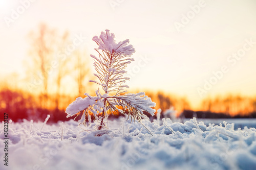 Winter scenery with snow covered small pine tree at sunset. Idyllic Christmas eve landscape. 