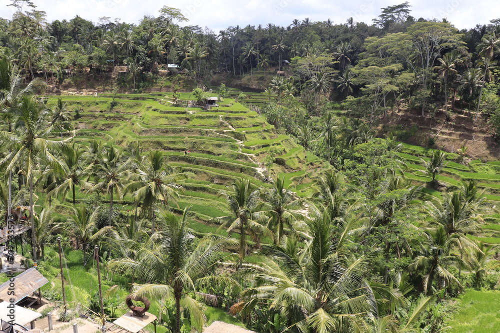 A beautiful view of Tegalalang Rice Terrace in Bali, Indonesia.