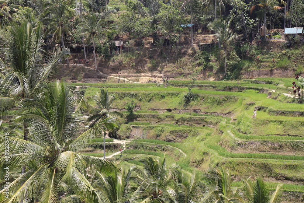 A beautiful view of Tegalalang Rice Terrace in Bali, Indonesia.