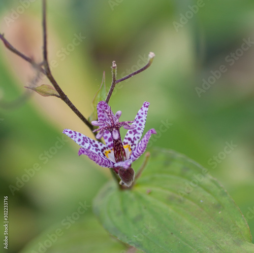 Tricyrtis 'Pink Freckles toad lily