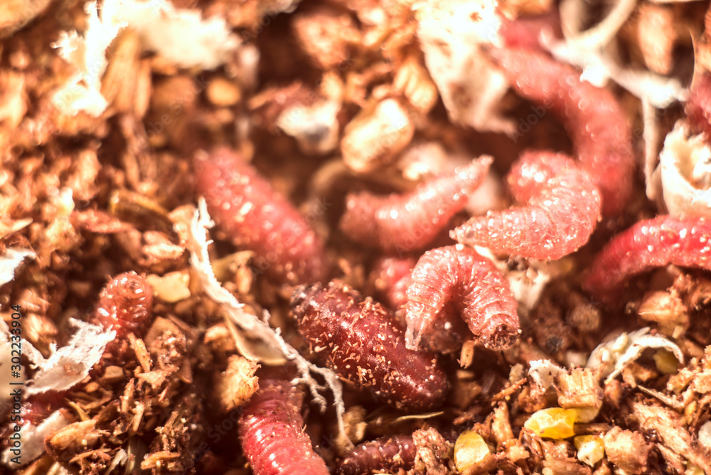 Macro photo pink red maggots. Image background fishing bait pink worms fruit fly maggots. Macro photo pink red maggots. Image background fishing bait pink worms fruit fly maggots.