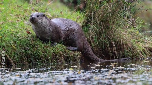 European Otter, Lutra lutra, seen from low angle besides a pond on the bank and in tree while yawning/looking around during autumn/winter in November.