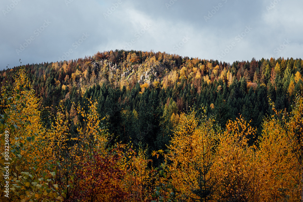 Fototapeta premium Gefärbter Bergwald im National Park Harz im Herbst