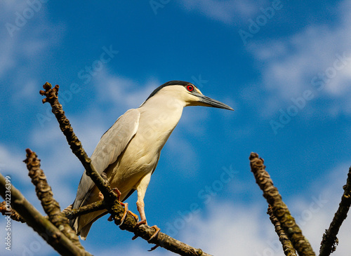 The Socó bird perched on a branch by a lake