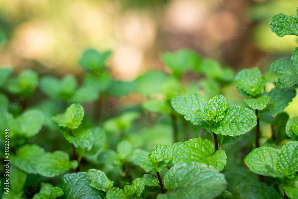 Fresh mint leaves in garden. Selective focus. - obrazy, fototapety, plakaty 