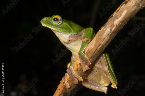 Rhacophorus pseudomalabaricus or Gliding frog  seen at Munnar,Kerala,India photo