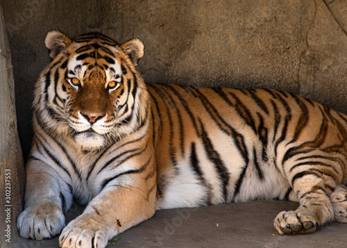 tiger in zoo