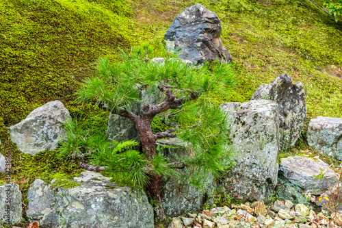 Fresh green pine leaves in winter