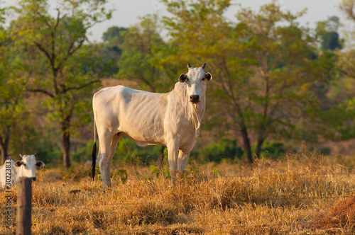 Fototapeta Naklejka Na Ścianę i Meble -  strong cow in profile at cattle farm in central brazil