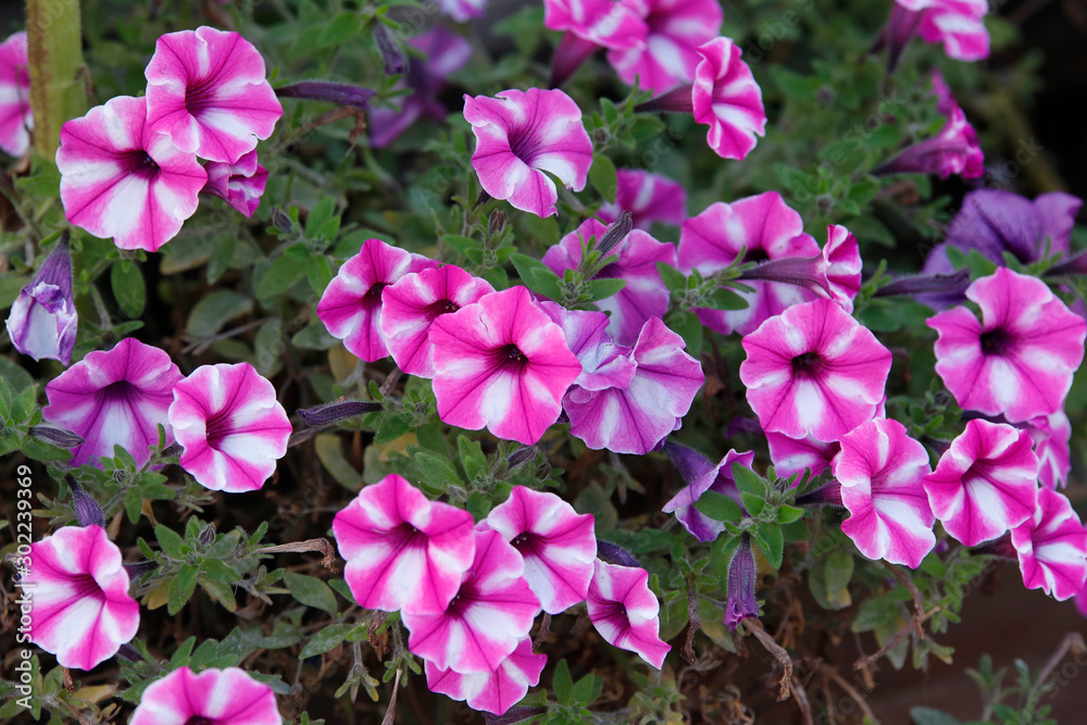 Petunien (Petunia) Pflanze mit vielen Blüten Petunien (Petunia) Pflanze mit vielen Blüten