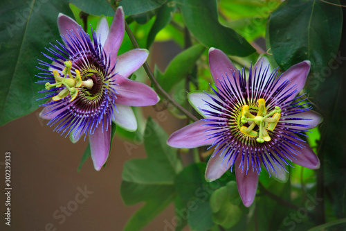 Passionsblumen (Passiflora) Kletterpflanze mit Blüten photo