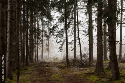 Blick aus einem d  steren Wald auf eine im Nebel stehende Kanzel