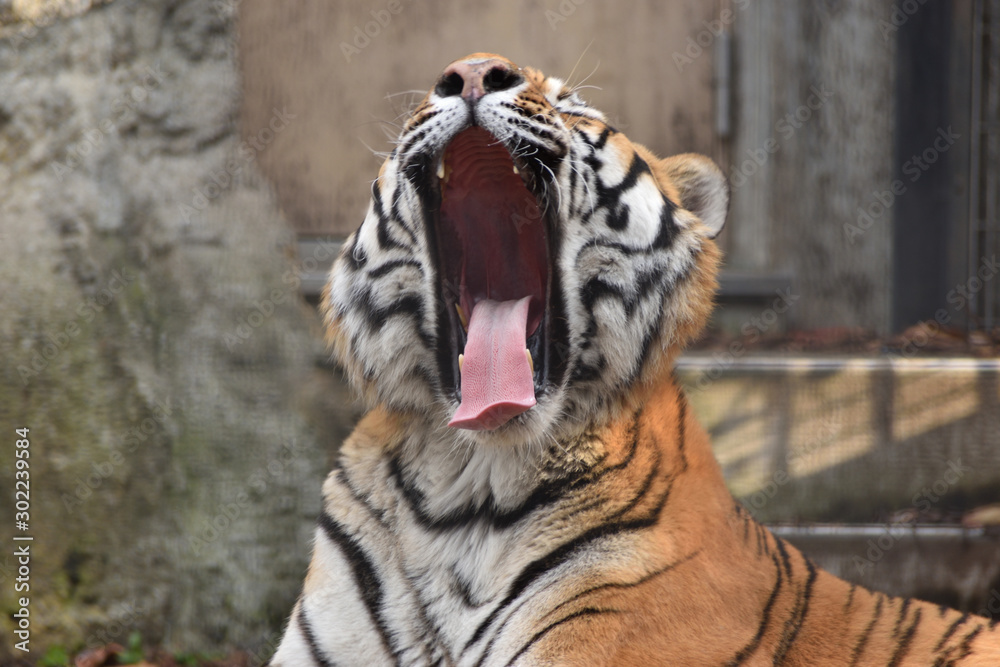 Fototapeta premium 旭山動物園 トラのあくび