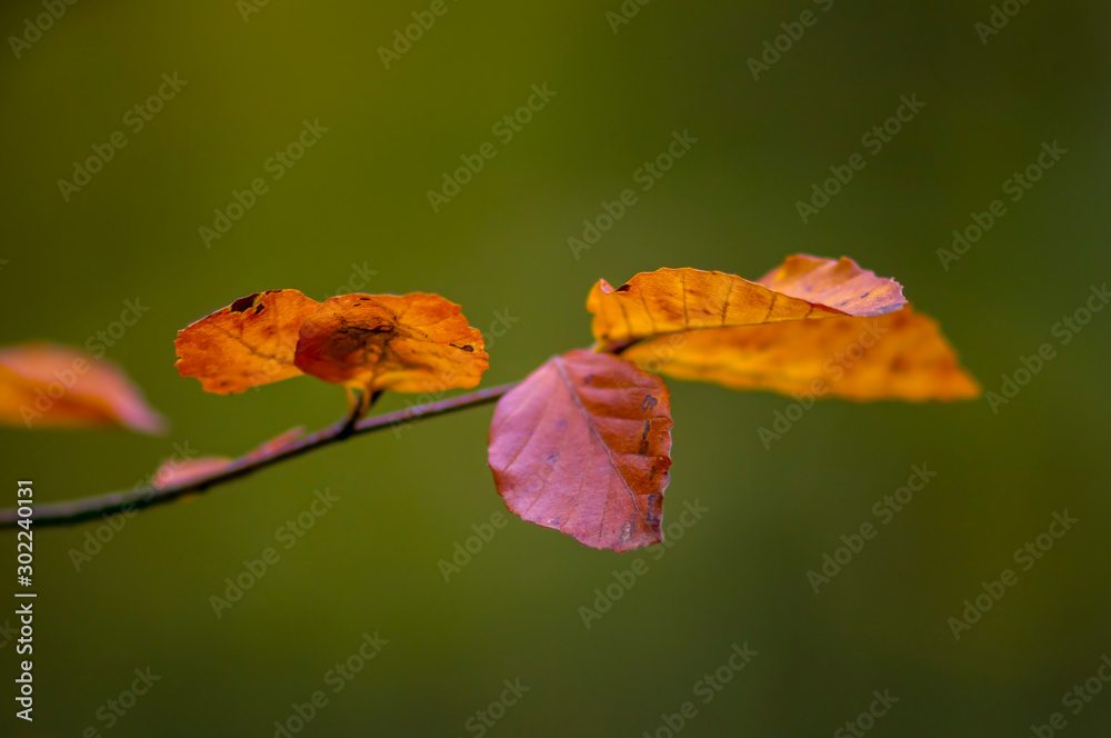 Obraz premium golden colored autumn leaves in nature