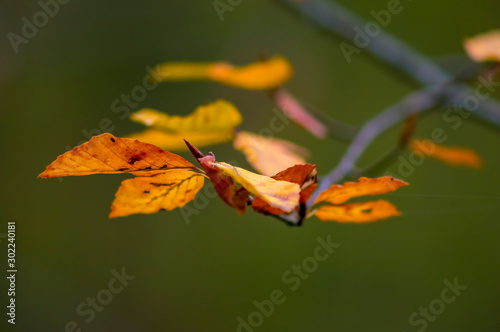 golden colored autumn leaves in nature