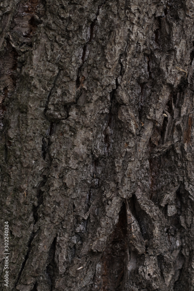 tree bark texture for Wallpaper