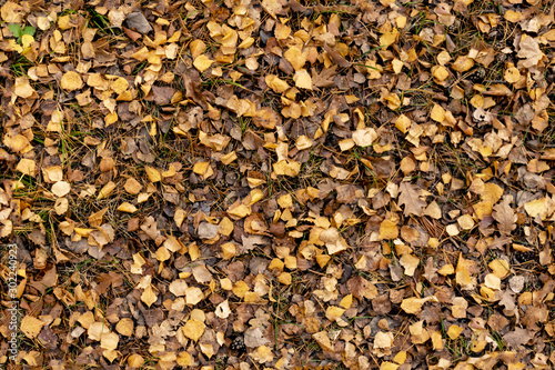 autumn brown leaves on the ground top view